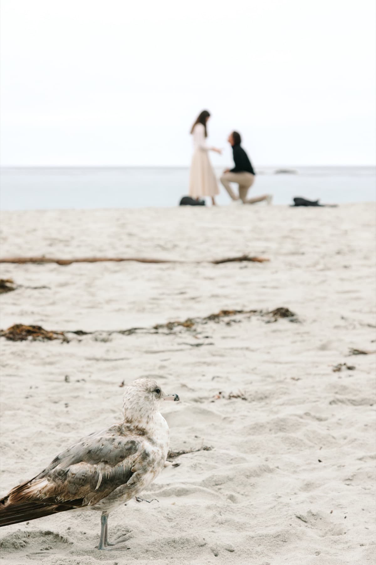Proposal photo 23